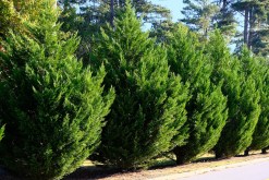 Planting Trees with the Arbor Day Foundation: A Guide