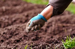 How to Plant Strawberry Plants: The Ultimate Guide